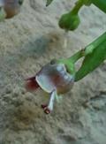Scrophularia crassiuscula